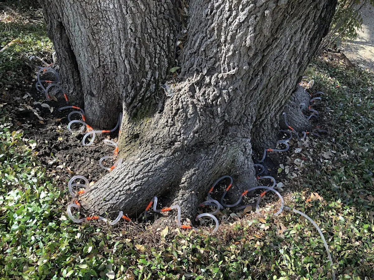 Detailed Tree Cabling and Bracing job site in West Alexandria