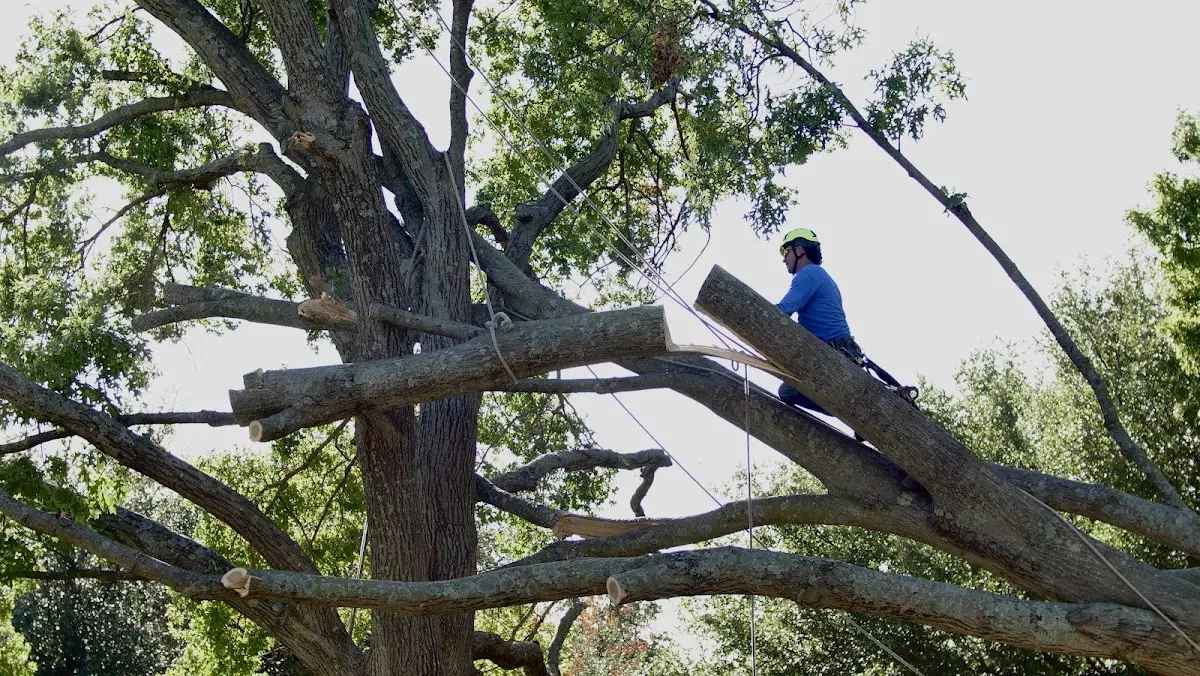 Professional Hazardous Tree Removal performed by certified arborists in West Alexandria
