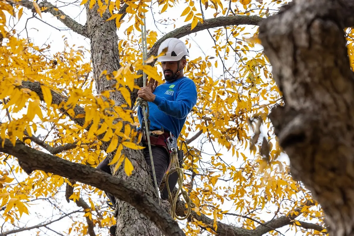 Skilled Tree Pruning crew working in West Alexandria
