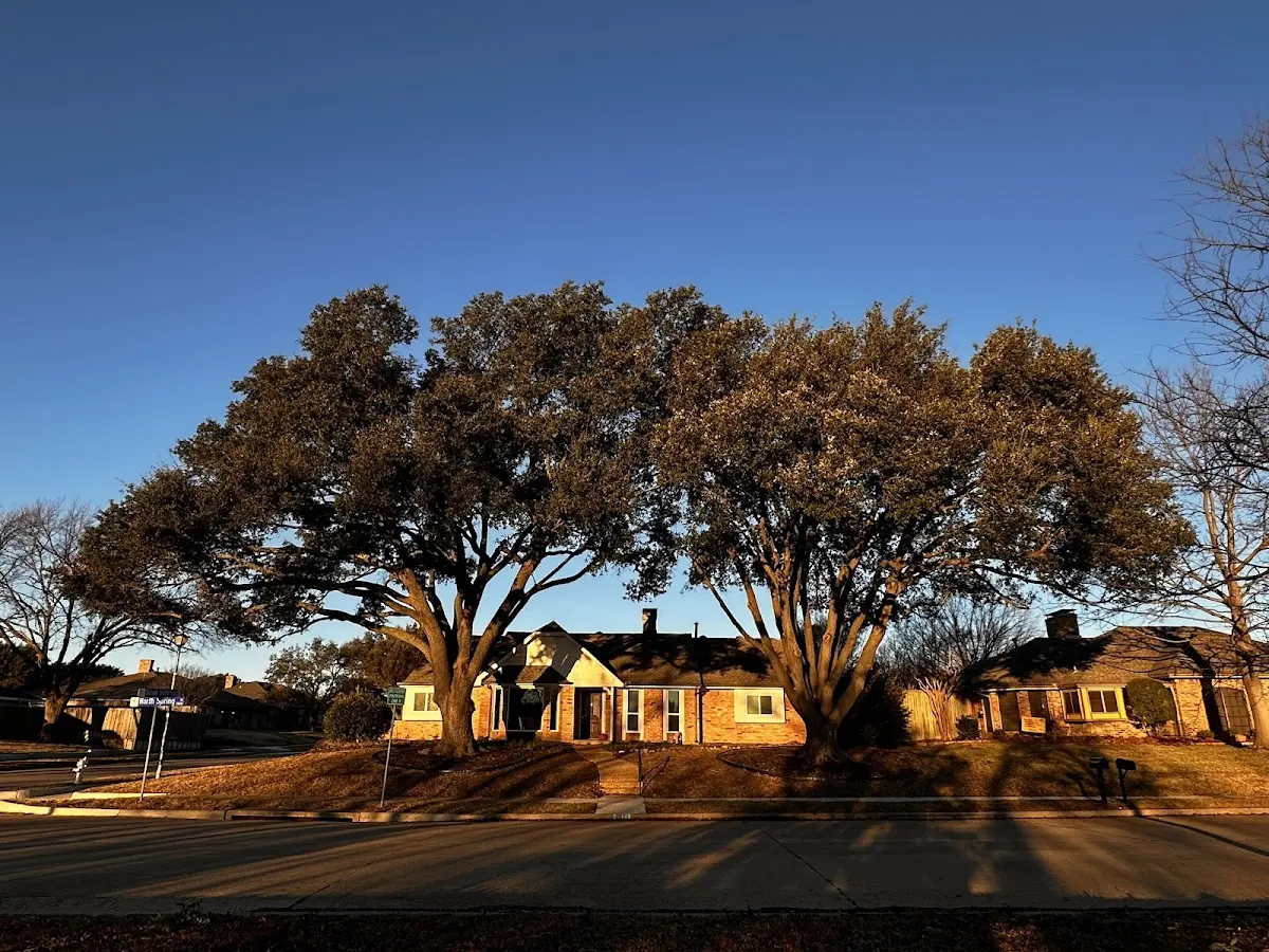 Established residential canopy tree shading a home in West Alexandria